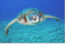 Load image into Gallery viewer, Swimming Turtle