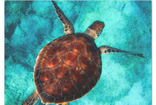 Load image into Gallery viewer, Swimming with The Turtles Tissue