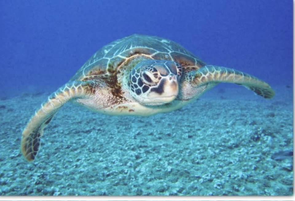 Swimming Turtle