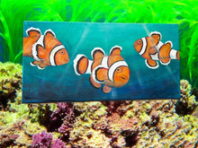 Load image into Gallery viewer, Sat July 12 11 am Clown Fish Workshop
